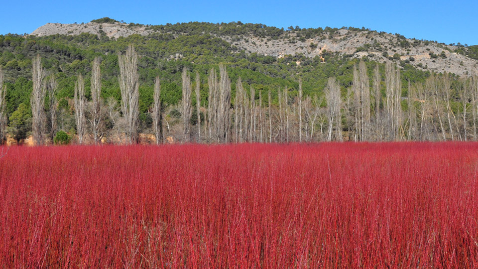 Camping La Dehesa — photo 4